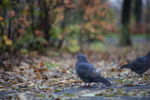 Pentacon auto MC (135/2.8). ������ 2.