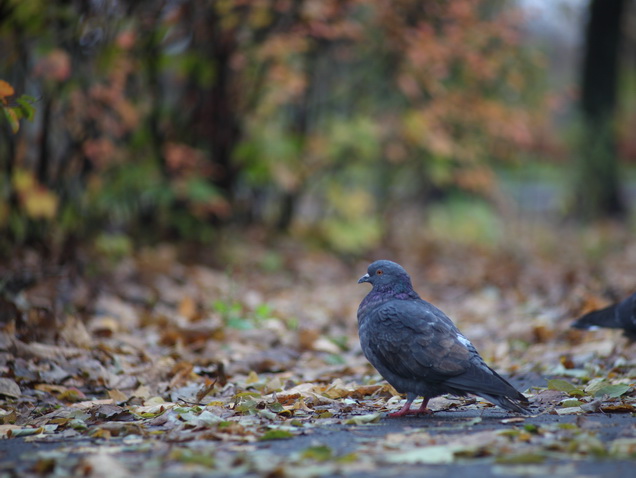 Pentacon auto MC (135/2.8). ������.